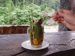 Bukit Lawang