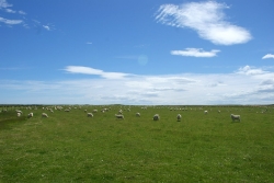 Schafhügel