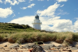 Vogel vor Leuchtturm