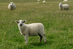 Guck mal, du Schaf