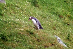 Pinguine können klettern