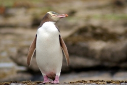 Gelbaugen Pinguin