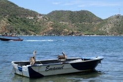 Pelikane in der Bucht