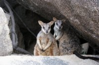 Wallabies, keine Känguruhs!