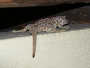 dsc06598
