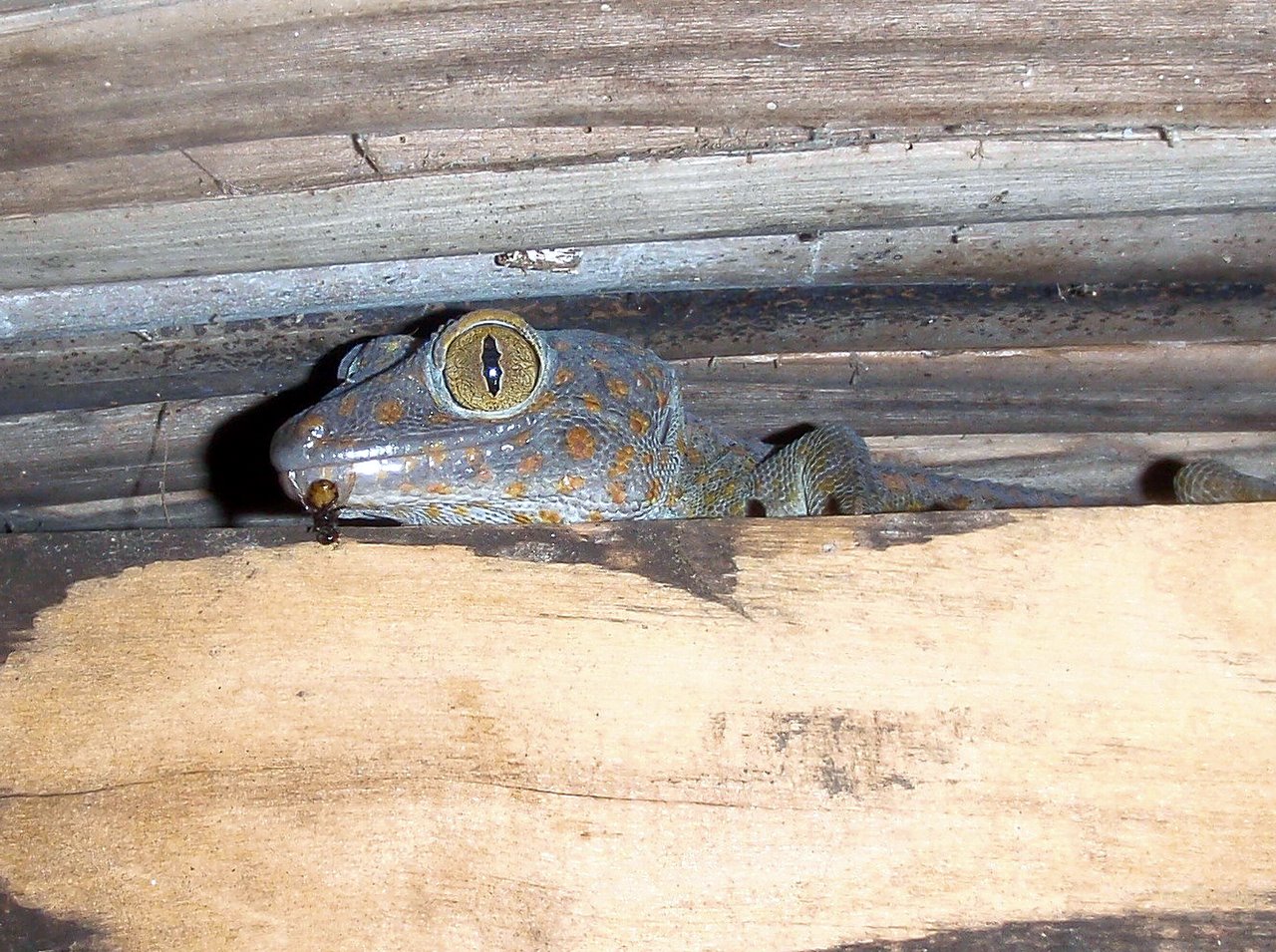 Gecko Gecko